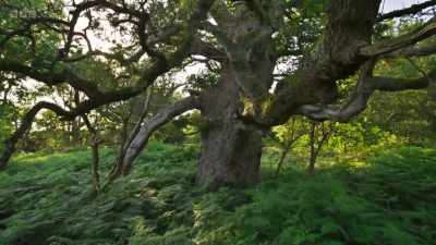 England alone has more ancient oaks - Wild Isles