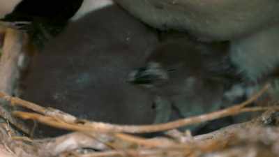 Enjoy it while it lasts, Mama. - Penguin Town