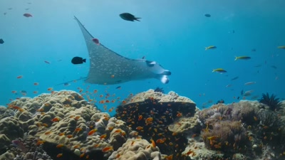 'Enormous reef mantas - A Year on Planet Earth