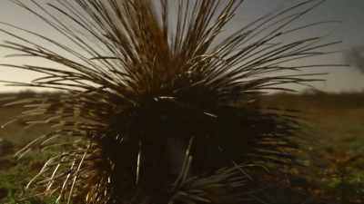 Enough to deter
almost every predator. - The Secret Lives of Animals
