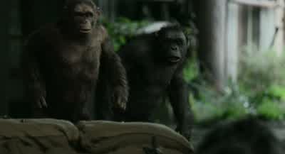 Enough guns here to kill every ape... - Dawn of the Planet of the Apes
