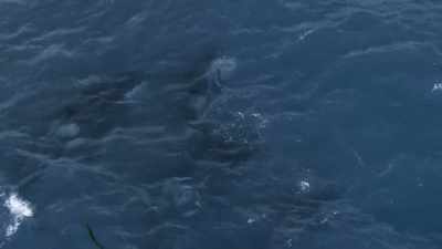 ''Enough practice;'' - Secrets of the Whales