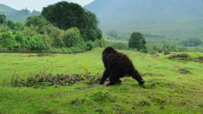 Ensuring that by the time
Paradiso reigns here, - Our Great National Parks