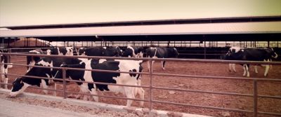 Environmental organizations not addressing this - Cowspiracy: The Sustainability Secret