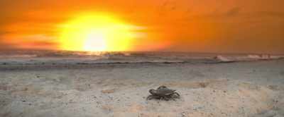 [epic theme music playing] - Barb and Star Go to Vista Del Mar