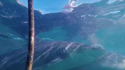 Είναι πολλοί καρχαρίες... - Sharkcano