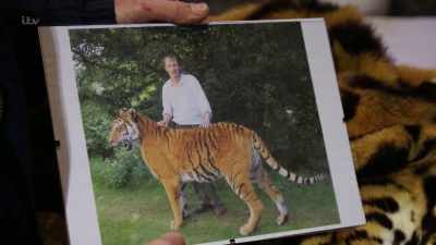 Er, side-looking, possibly not
so much mouth open as on that one. - Britain's Tiger Kings - On the Trail with Ross Kemp