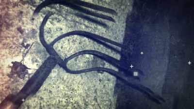 ERIK: The corn rake
made it almost - Killer Cases