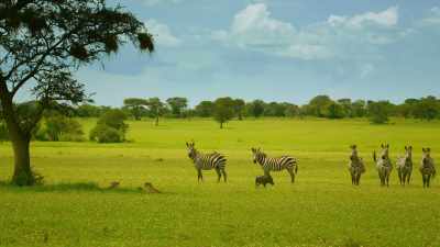..especially when a warthog - Serengeti