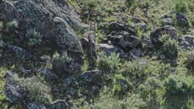 Especially because
he has other mouths to feed. - Epic Yellowstone