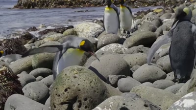 Especially when focus
isn't their strong point. - A Year on Planet Earth