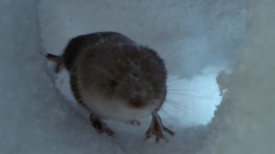 Especially for something as tiny as a water shrew. - Tiny World