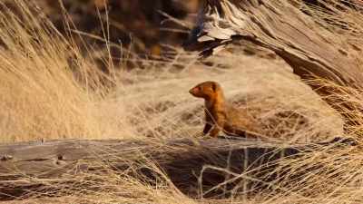 Especially when the landscape dries up - Our Great National Parks