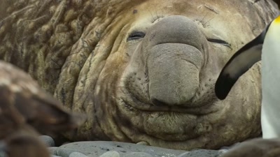 'Especially when trying to tiptoe
past slumbering giants...' - A Year on Planet Earth