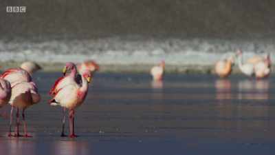 ..especially when
you're wearing stilts. - Planet Earth: A Celebration