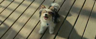 Ethan, it's me!
It's Bailey, Bailey, Bailey. - A Dog's Journey