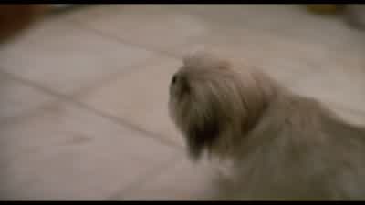 Ευχαριστώ, κε Βεντούρα. - Ace Ventura: Pet Detective