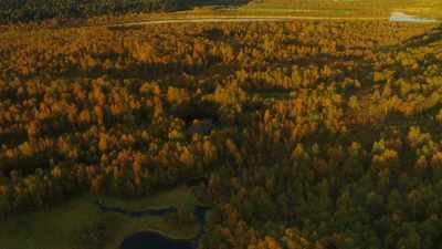 Europe's largest forest turns white. - Wild Nordic