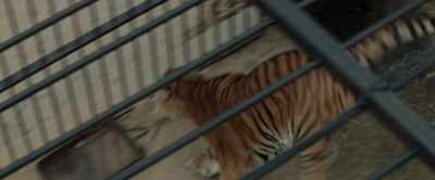 Evacuate the zoo immediately! - The Zookeeper's Wife