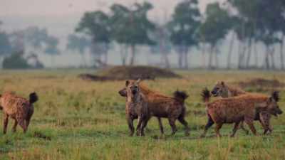 Even for 20 hyenas, - Dynasties