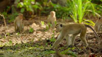Even a big male is nervous. - Wild Babies