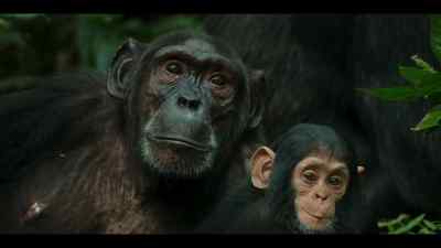 Even for a chimp, the baby is developing quickly. - Chimp Empire