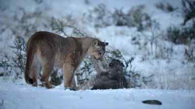 Even a friendly play fight is useful
training for these predators... - Predators