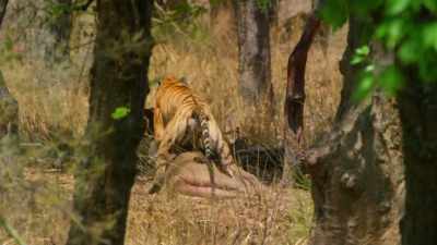 Even a kill as big as this - Dynasties