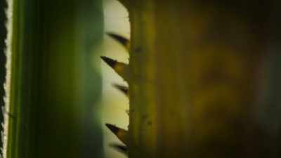 Even a locust twice her size is fair game. - Super/Natural