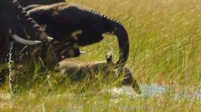 Even a six-month-old elephant - Surviving Paradise: A Family Tale