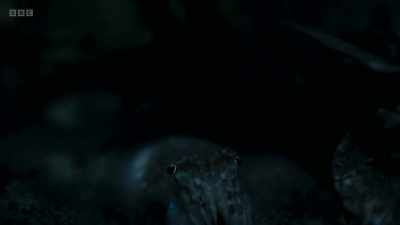 ..even he cannot see - Wild Isles