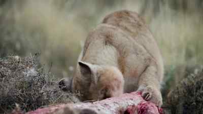 Even cautious Ginger. - Predators