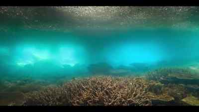 Even as far as
Australia's Great Barrier Reef. - Our Oceans