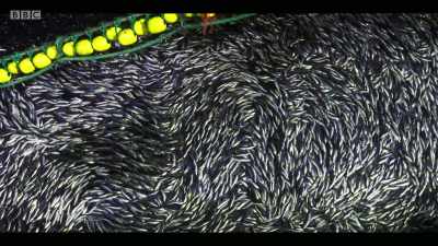 Even where fish quotas
are put in place, - Extinction: The Facts