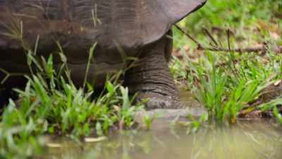 Even as he closes in
on his 200th birthday. - The Secret Lives of Animals