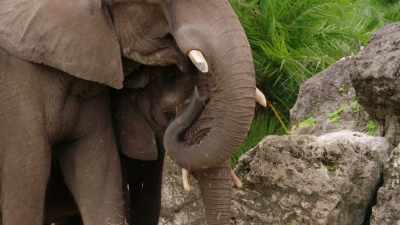Even if he doesn't breed this round
this is all, like, super cool - Magic of Disney's Animal Kingdom