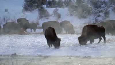 Even in the cold,
it flows easily. - Epic Yellowstone