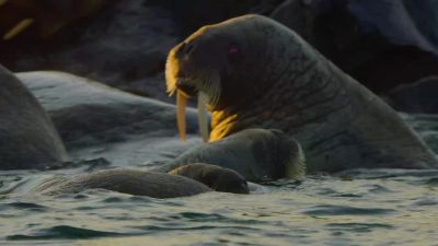 Even in the water, mum and baby aren't safe. - Big Beasts