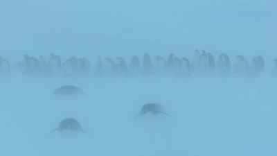 Even in this weather,
adults must still head back and forth - Dynasties