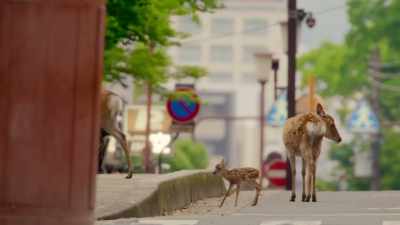 Even when it seems that
animals benefit from our presence... - The Year Earth Changed