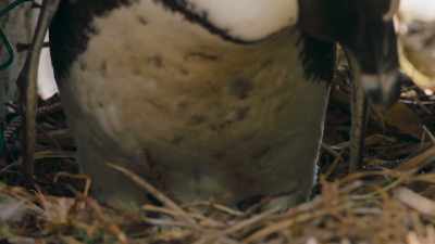 Even just a few degrees hotter, - Penguin Town