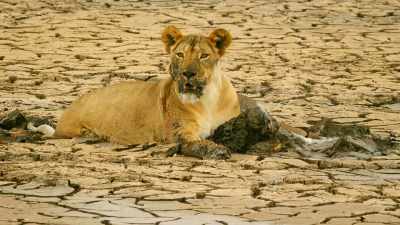 Even Kali resorts
to scavenging in the mud... - Serengeti