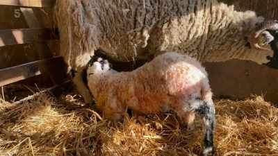 Even this late in the season, - Our Yorkshire Farm