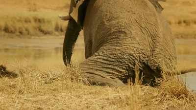 Even life's simple pleasures
bringing little relief. - Serengeti