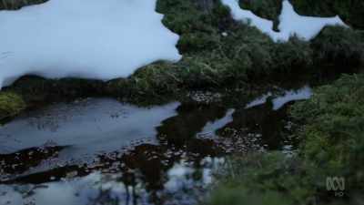 Even lower down
in Tasmania's forests, - David Attenborough's Tasmania
