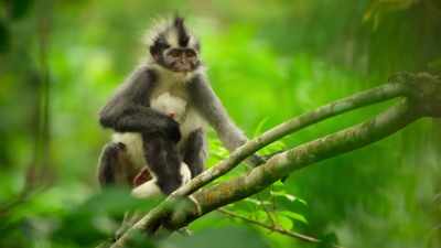 Even Mom, with her new baby on her belly, - Our Great National Parks
