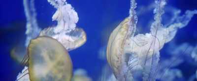 Even now, humankind
continues to unlock - Aquarium of the Dead