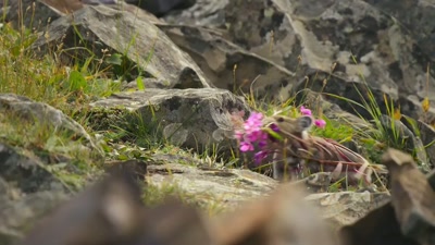 Even now,
there's still snow on the slopes. - A Year on Planet Earth
