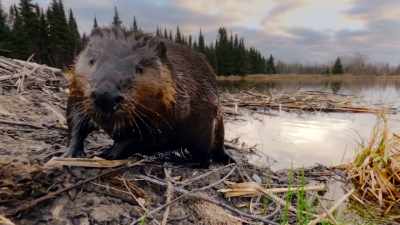 Even for one of nature's
most famous builders. - The Secret Lives of Animals