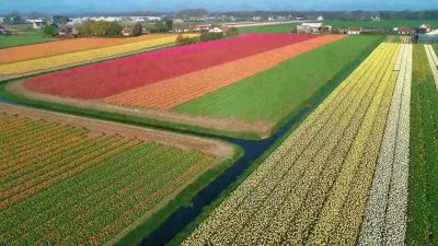Even our flowers are marshaled into straight lines. - A World of Calm